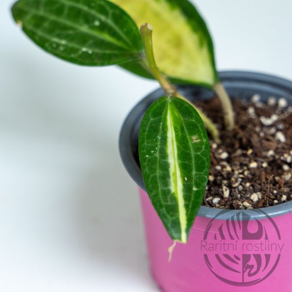 Hoya Macrophylla Pot of Gold