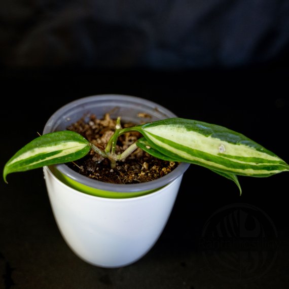Hoya macrophylla Pot of Gold