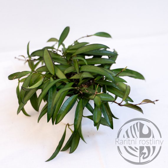 Hoya wayetii