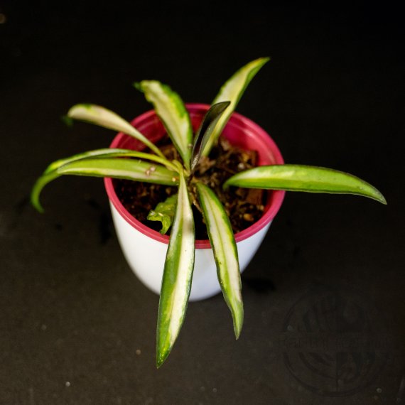 Hoya wayetii Tricolor 