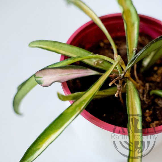 Hoya wayetii Tricolor