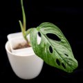 Monstera Adansonii Mint 