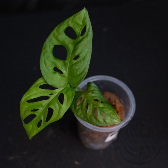 Monstera adansonii Monkey mask