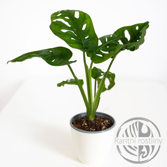 Monstera adansonii Monkey mask