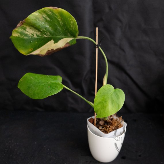 Monstera deliciosa Marmorata aurea