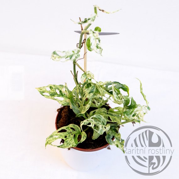 ŘÍZEK Monstera Frozen flackers