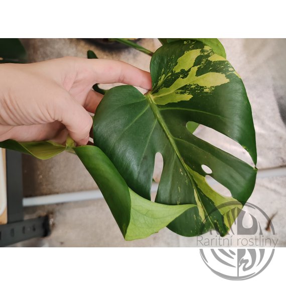 Monstera deliciosa Green on Green