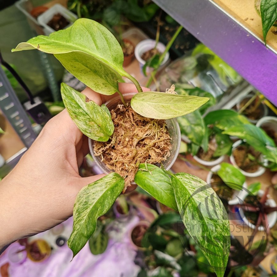 Monstera Laniata Mint řízek