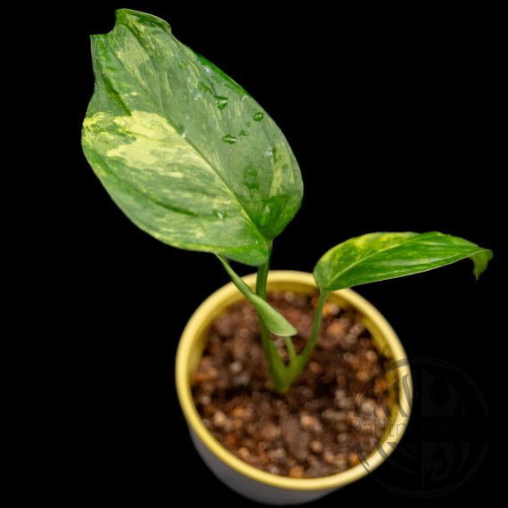 Monstera obliqua mayuna Variegata Aurea ŘÍZEK s kořínky