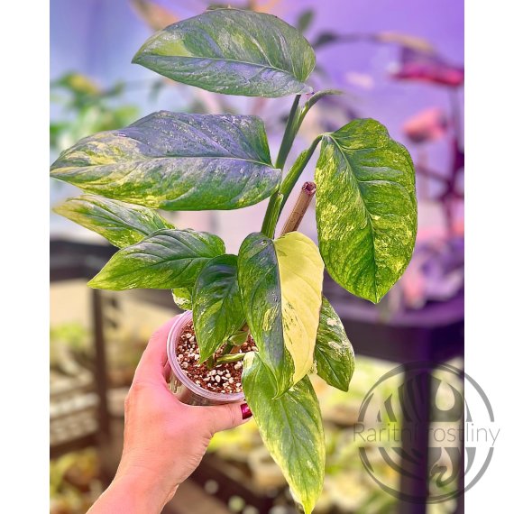 Monstera obliqua mayuna Variegata Aurea