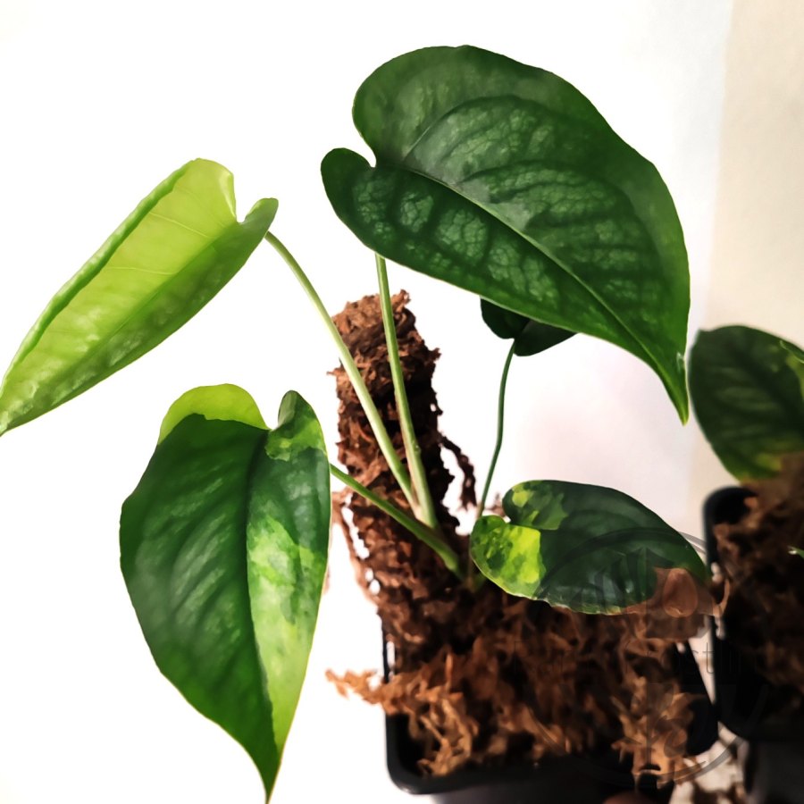 Monstera siltepecana variegata