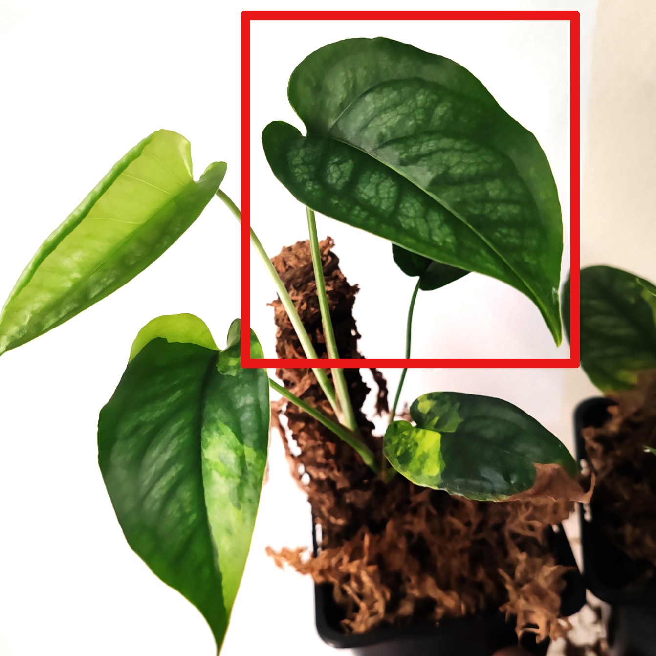 Monstera siltepecana variegata řízek (zelený)