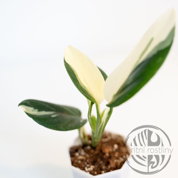 Monstera Standleyana Albo Variegata - Philodendron Cobra