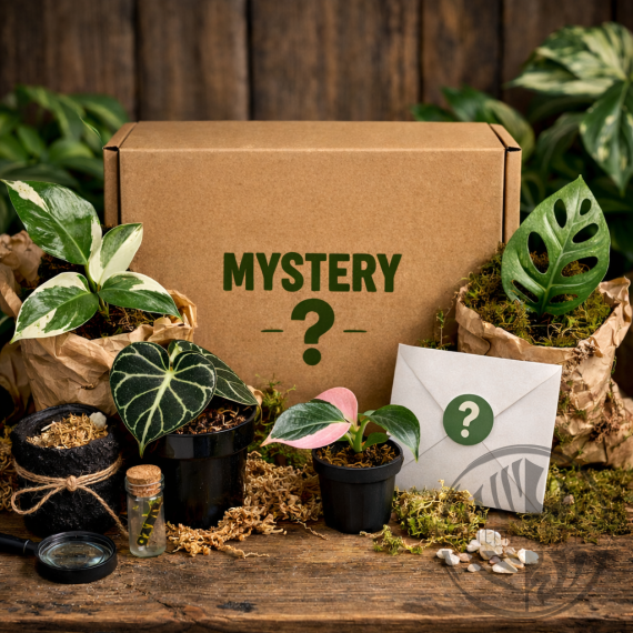 Mystery box Epipremnum