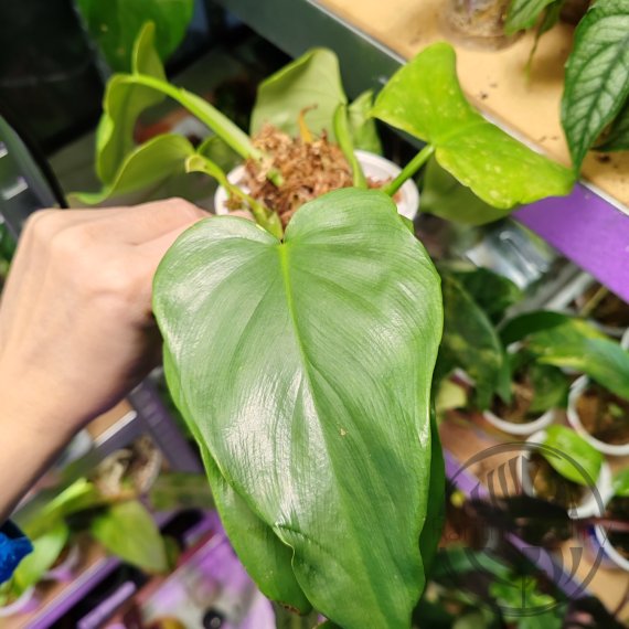 Philodendron Bipennifolium Aurea Gold Violin ŘÍZEK 