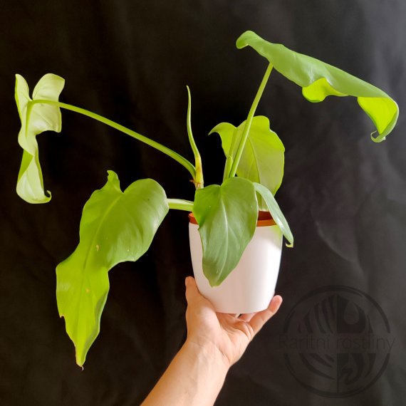 Philodendron Bipennifolium aurea