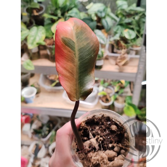 Philodendron Black Cardinal Variegata