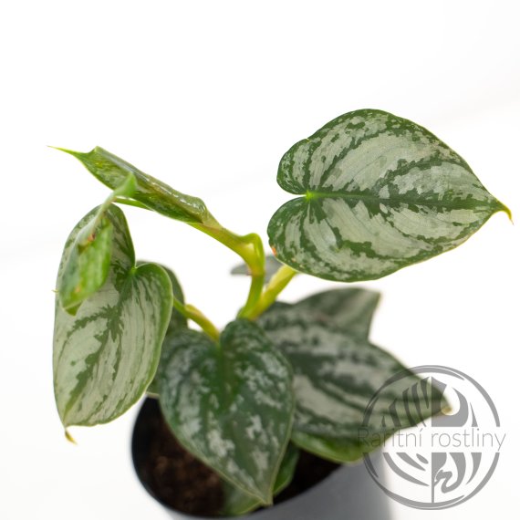 Philodendron Brandtianum řízek