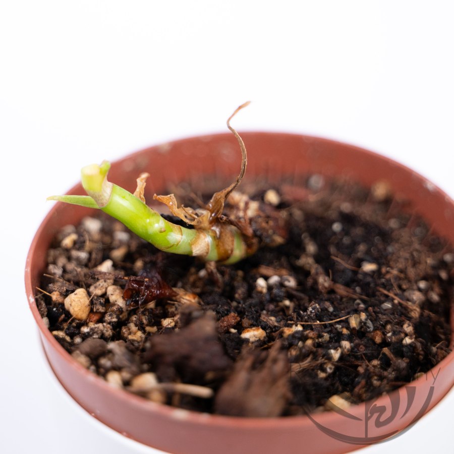 Philodendron Burle Marx variegata
