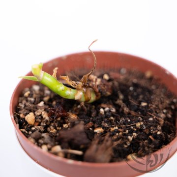 Philodendron Burle Marx variegata