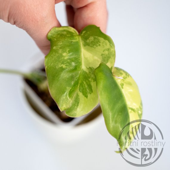 Philodendron Burle Marx variegata