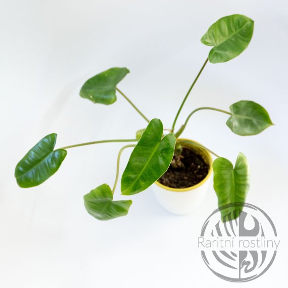 Philodendron Burle Marx variegata