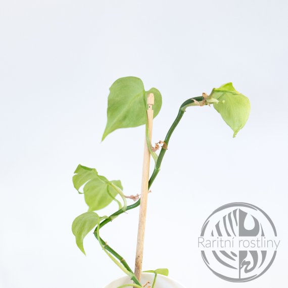 Philodendron camposportoanum