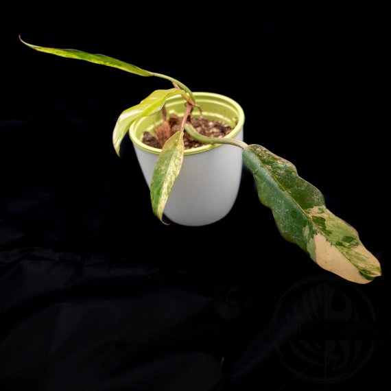 Philodendron Caramel Marble Variegata