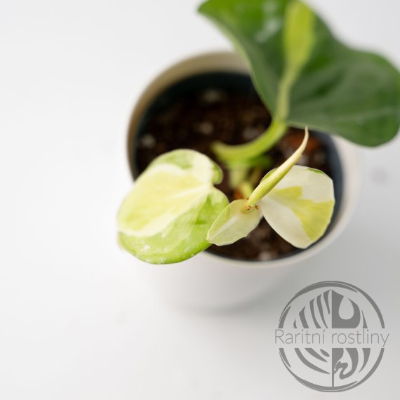 Philodendron Cream Splash