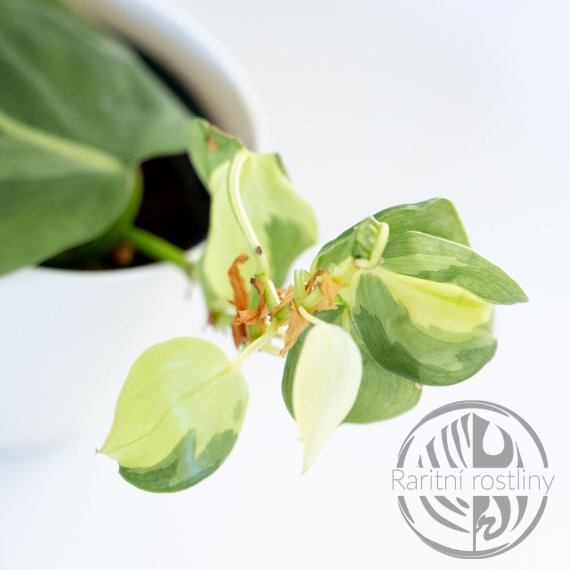 Philodendron Cream Splash
