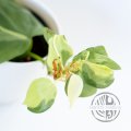 Philodendron Cream Splash
