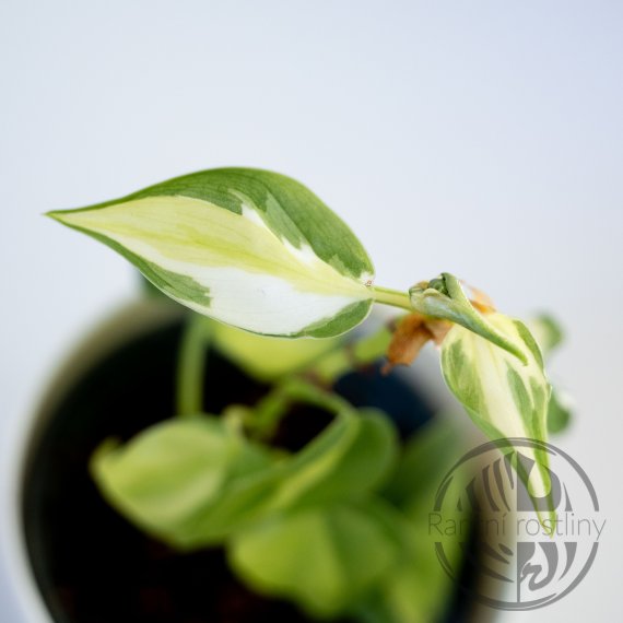 Philodendron Cream Splash 