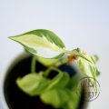 Philodendron Cream Splash 