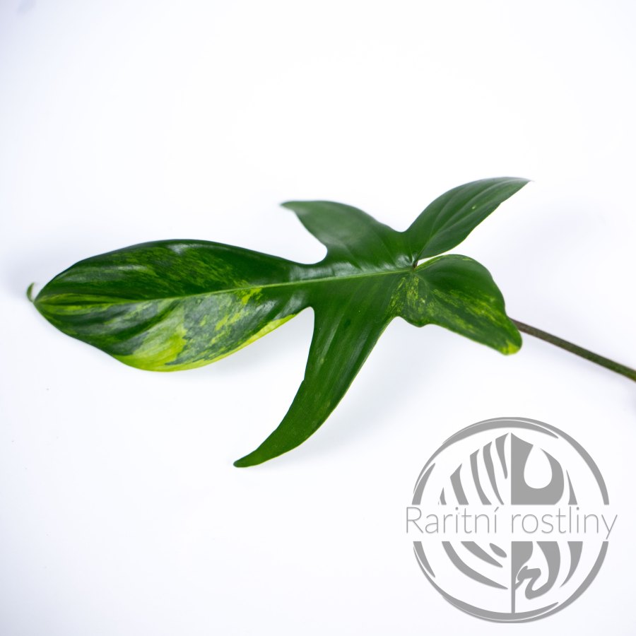 Philodendron Florida Beauty řízek
