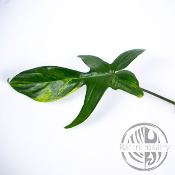 Philodendron Florida Beauty řízek