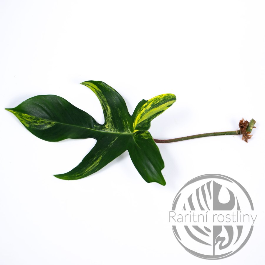 Philodendron Florida Beauty řízek