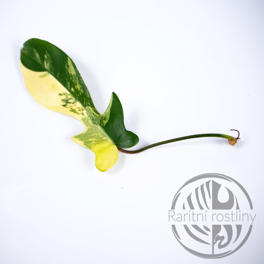 Philodendron Florida Beauty řízek