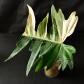 Philodendron Florida Beauty x Tortum 