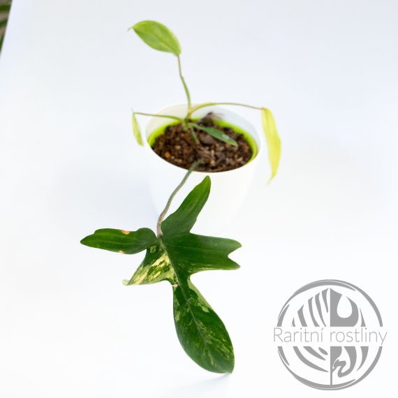 Philodendron Florida Beauty