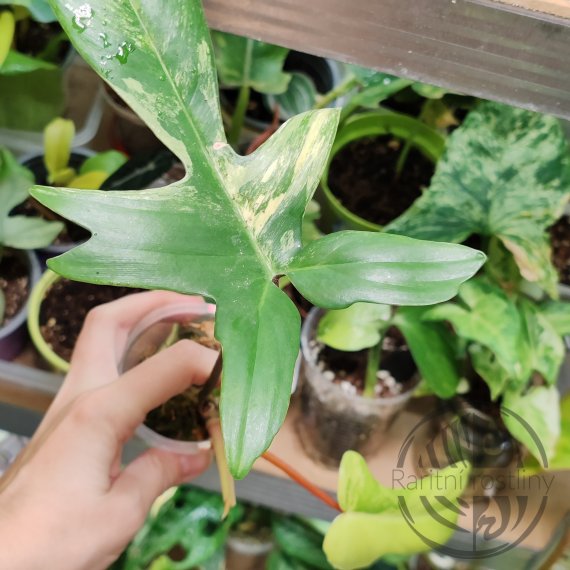 Philodendron ‘Florida Beauty’