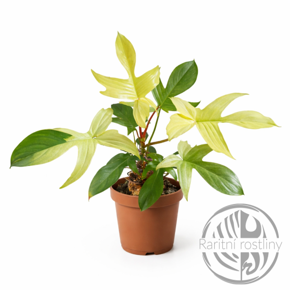 Philodendron Florida Ghost