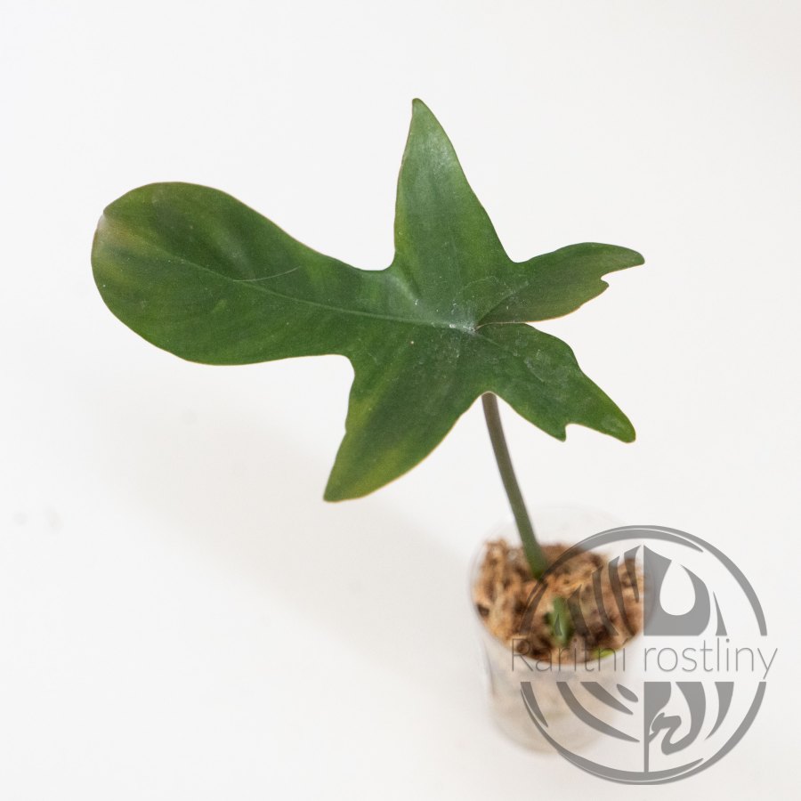 Philodendron Florida Ghost řízek revert