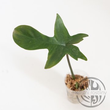 Philodendron Florida Ghost řízek revert