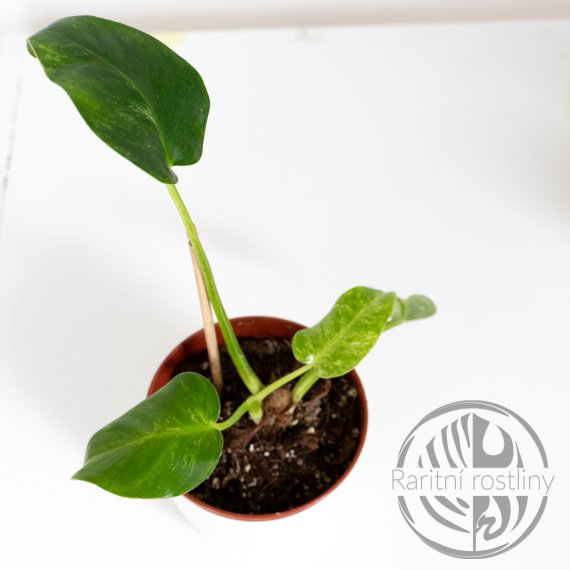 Philodendron Giganteum Variegata