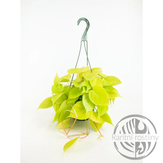 Philodendron hederaceum Lemon Lime řízek