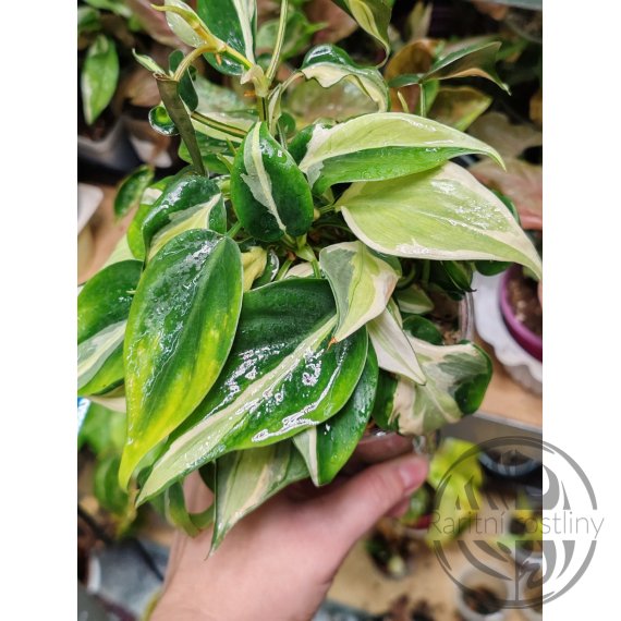 Philodendron hederaceum Rio