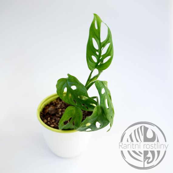 Monstera Adansonii Japanese Tricolor - Archipelago