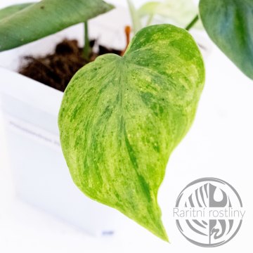 Philodendron hederaceum variegata řízek