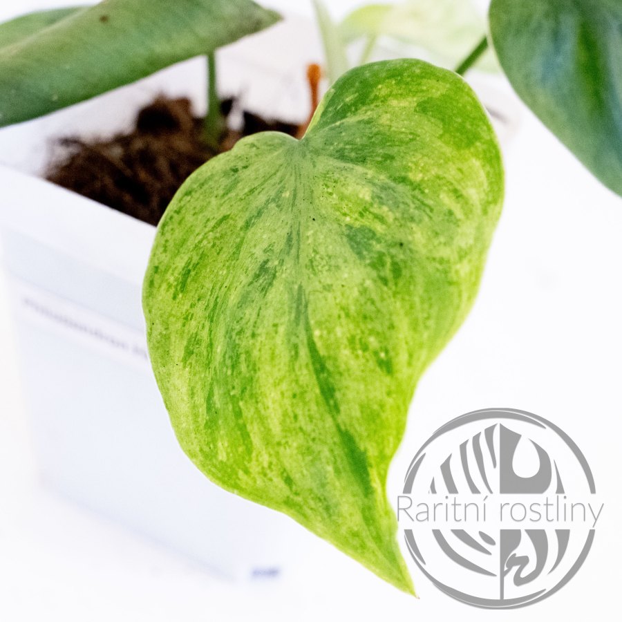 Philodendron hederaceum variegata