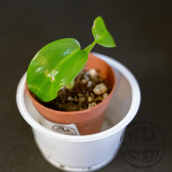 Philodendron Jerry Horne